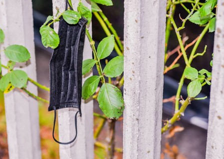 Black medical mask hanging on thorns of rosebush growing through fence
