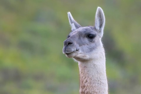 Guanaco (Llama guanicoe), Huanaco, adult, animal portrait, Torres del Paine National Park,