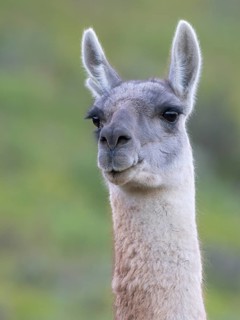 Guanaco (Llama guanicoe), Huanaco, adult, animal portrait, Torres del Paine National Park,