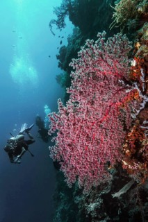 A giant Godeffroy soft coral (Siphonogorgia godeffroyi), with divers, Wakatobi Dive Resort,