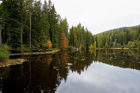Lake and autumn forest, Mathisleweiher, near Hinterzarten, Black Forest, Baden-Wuerttemberg,
