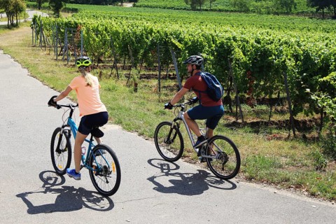Symbolic image: Young couple on a bike tour in the vineyards, here in the Palatinate near Neustadt