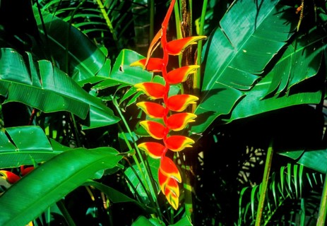 Seychelles, Flora, Heliconia rostrata, Africa