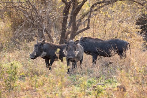 Common warthog (Phacochoerus africanus), three warthogs in tall dry grass, Kruger National Park,