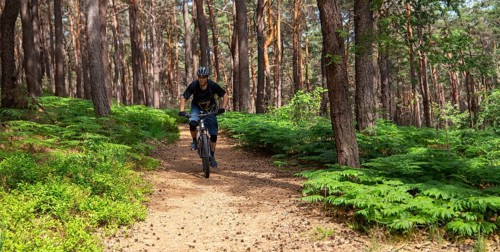 Mountain bikers on a beautiful trail in the summery Palatinate Forest near the Kalmit near