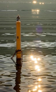 Bird Standing on a Pole on Lake Lugano with Sun reflection in a Sunny Day in Morcote, Ticino,
