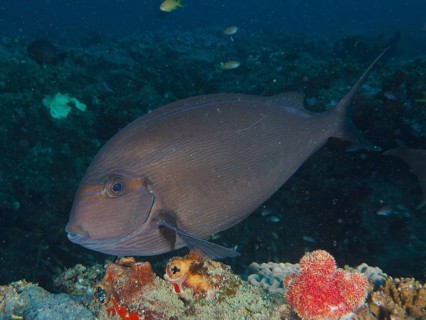 Elongate surgeonfish (Acanthurus mata), dive site Sodwana Bay National Park, Maputaland Marine