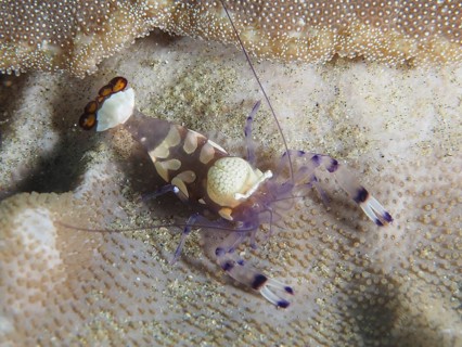 Peacock-eyed anemone shrimp (Ancylocaris brevicarpalis) on a carpet anemone, Sodwana Bay National