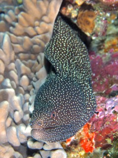 Turkey moray (Gymnothorax meleagris), Sodwana Bay National Park dive site, Maputaland Marine