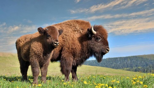 AI generated, animal, animals, mammal, mammals, biotope, habitat, two, bison with calf, spring,
