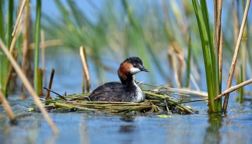 Ai generated, animal, animals, bird, birds, biotope, habitat, a, individual, swims, waters, reeds,