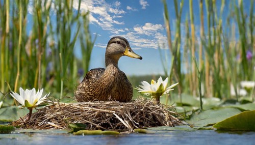 Ai generated, animal, animals, bird, birds, biotope, habitat, a, individual, swims, waters, reeds,