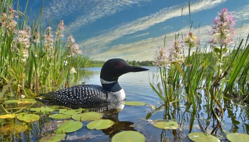 Ai generated, animal, animals, bird, birds, biotope, habitat, a, individual, swims, waters, breeds,