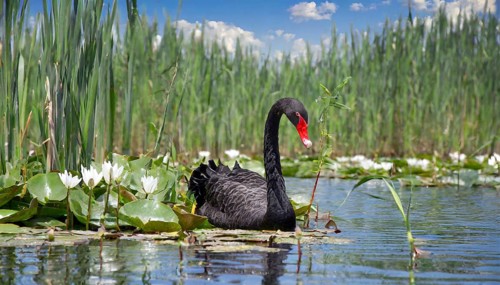 Ai generated, animal, animals, bird, birds, biotope, habitat, a, individual, swims, waters, reeds,