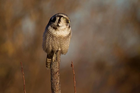 Northern hawk owl (Surnia ulula) in a hide, errant, Saxony, Germany, Europe