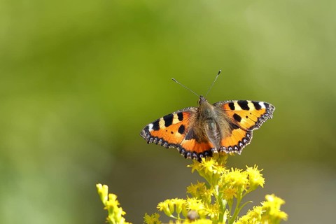 Small tortoiseshell (Aglais urticae), on a goldenrod (Solidago) flower, Wilden, North