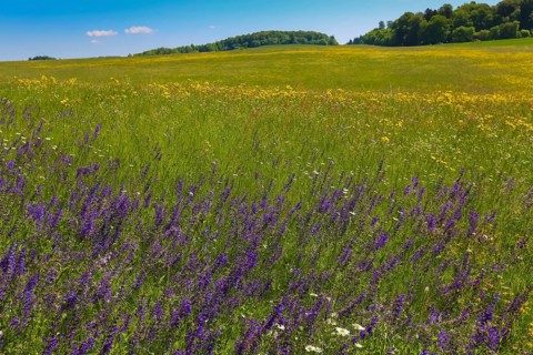 Flower meadow, landscape, wildflowers, meadow clary (Salvia pratensis), purple flowers, summer