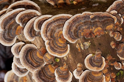 Butterfly stramete zonal white light brown and brown fruiting bodies next to each other on tree