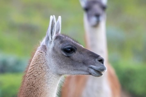 Guanaco (Llama guanicoe), Huanaco, animal portrait, Torres del Paine National Park, Patagonia, end