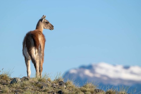 Guanaco (Llama guanicoe), Huanako, adult, in front of blue sky, Torres del Paine National Park,