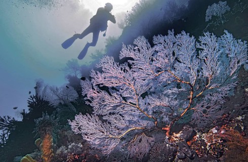 Knotted fan coral (Melithaea ochracea), with diver, Wakatobi Dive Resort, Sulawesi, Indonesia, Asia