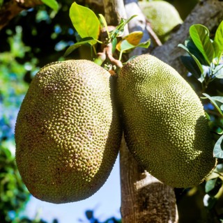 Seychelles, agriculture, fruit, breadfruit, Africa