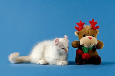 American-Curl kitten, age 17 weeks, colour seal torbie point with white, Christmas, studio picture
