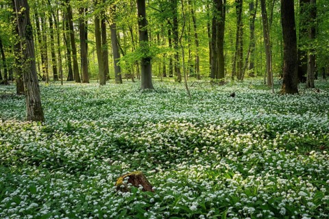 A deciduous forest with white flowering ramson (Allium ursinum) in spring in the evening sun.