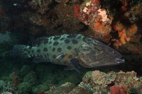 Potato grouper (Epinephelus tukula) and cleaner fish. Dive site Sodwana Bay National Park,