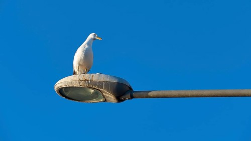 A seagull sits on a street lamp under the clear blue sky, Gythio, Mani, Peloponnese, Greece, Europe