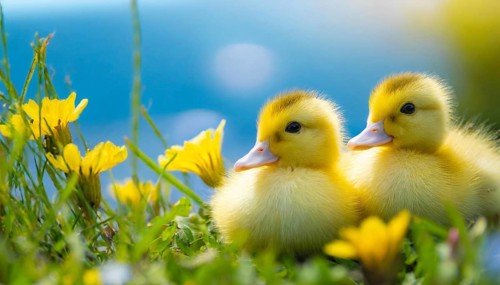 KI generated, animal, animals, bird, birds, biotope, habitat, one, single animal, foraging,