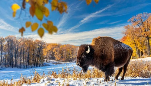 AI generated, animal, animals, mammal, mammals, biotope, habitat, one, individual, foraging,