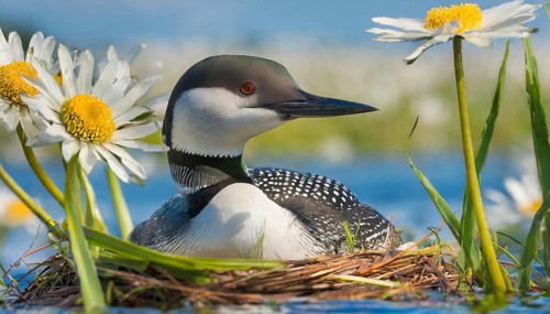Ai generated, animal, animals, bird, birds, biotope, habitat, a, individual, swims, waters, breeds,
