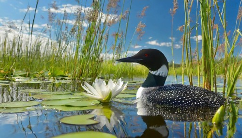 Ai generated, animal, animals, bird, birds, biotope, habitat, a, individual, swims, waters, breeds,