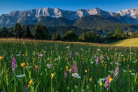 Alpine meadow with flowers in front of mountains, orchids, morning light, summer, Eckbauer,