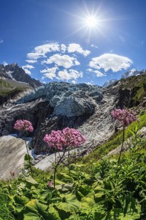 Mountain peak with glacier tongue and flowers in sunlight, backlight, Argentiere glacier, Mont