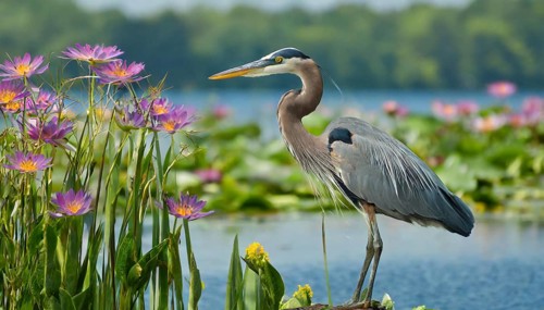 KI generated, animal, animals, bird, birds, biotope, habitat, one, individual, water, reed, winter,