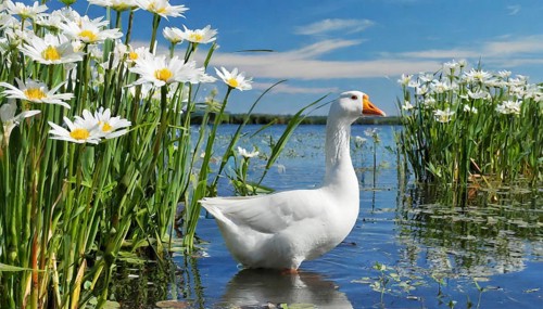 Ai generated, animal, animals, bird, birds, biotope, habitat, an, individual, swims, waters, reeds,