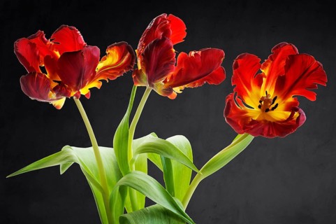 Three flowers of the parrot tulip (Tulipa) on a dark background, Bavaria, Germany, Europe