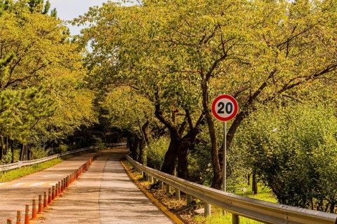 Two lane road running through wooded park with traffic bollards in center in South Korea
