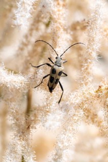 Yellow four-spotted buck (Pachyta quadrimaculata), sitting on forest goat's beard (Aruncus dioicus)
