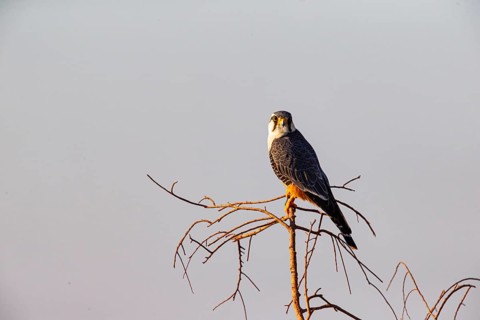 Aplomado falcon (Falco femoralis) Pantanal Brazil