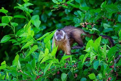 Crested capuchin (Cebus apella) Pantanal Brazil