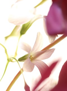 White flower of purple wood sorrel (Rhizome Oxalis) between purple leaves and green leaf stalks,