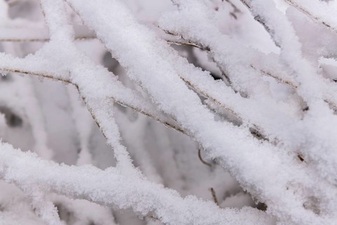 Snow lies on fallen blades of grass, Structure, Close Up, Forest around the Lindensee, Ruesselsheim