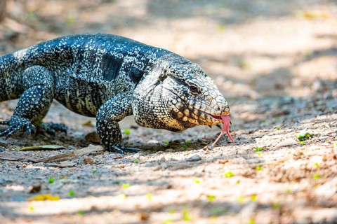 Gold tegu (Tupinambus teguixin) Pantanal Brazil