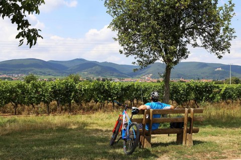 Cyclist takes a break on a bench and looks towards the Palatinate Forest. The Kalmit, the highest
