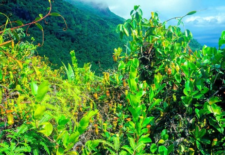 Seychelles, flora, pitcher plants, Africa