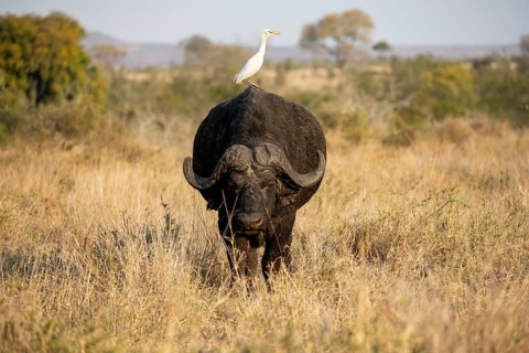 Cattle egret (Bubulcus ibis) sitting on the back of a african buffalo (Syncerus caffer caffer),