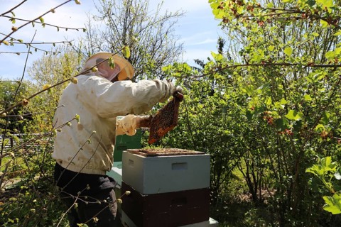 Beekeeper works on his hive